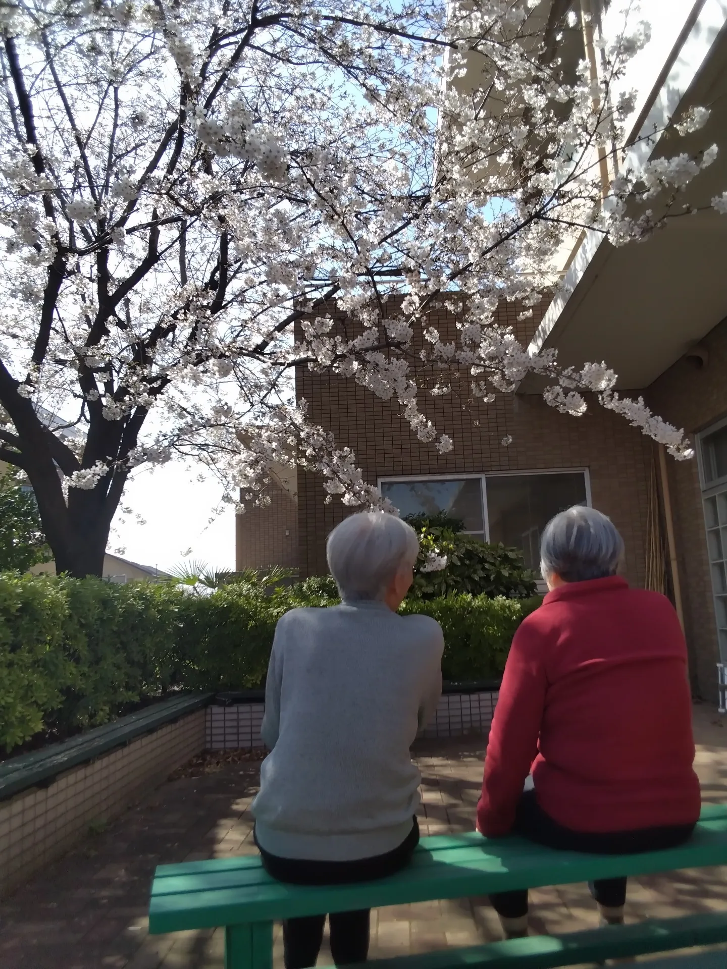 中庭の桜が満開になりました。
